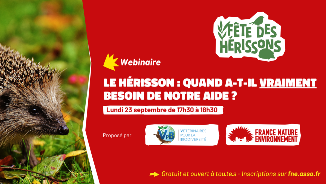 Affiche du webinaire au titre : "Le hérisson : quand a-t-il vraiment besoin de notre aide", lundi 23 septembre de 17h30 à 18h30. La photo partielle d'un hérisson compose la partie gauche de l'affiche.