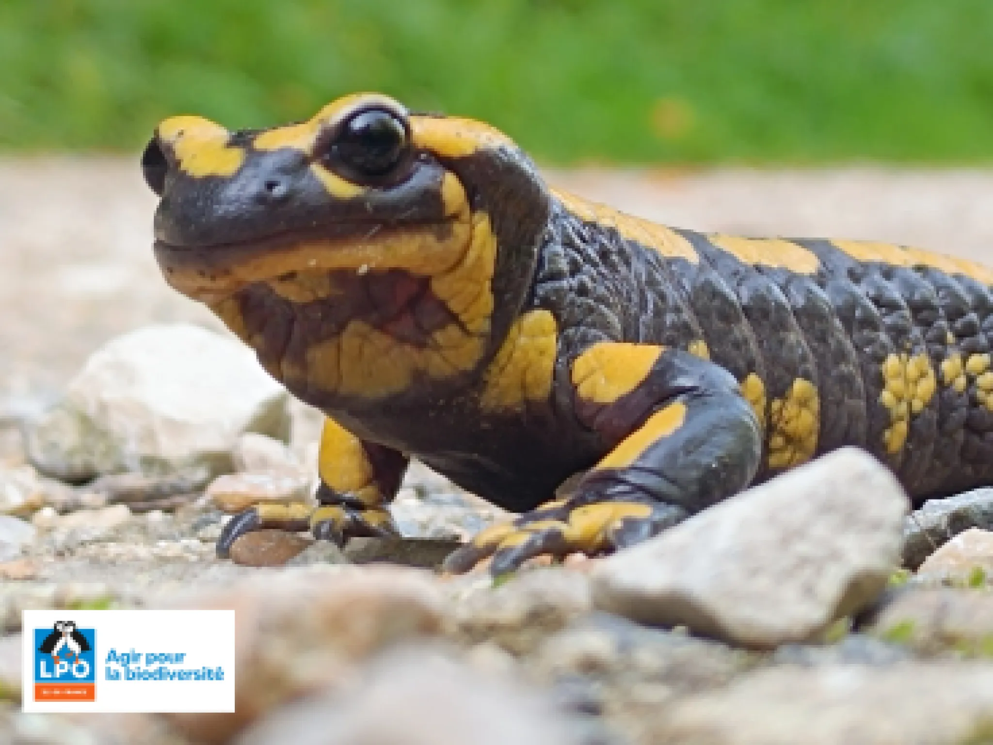 Salamandre tachetée