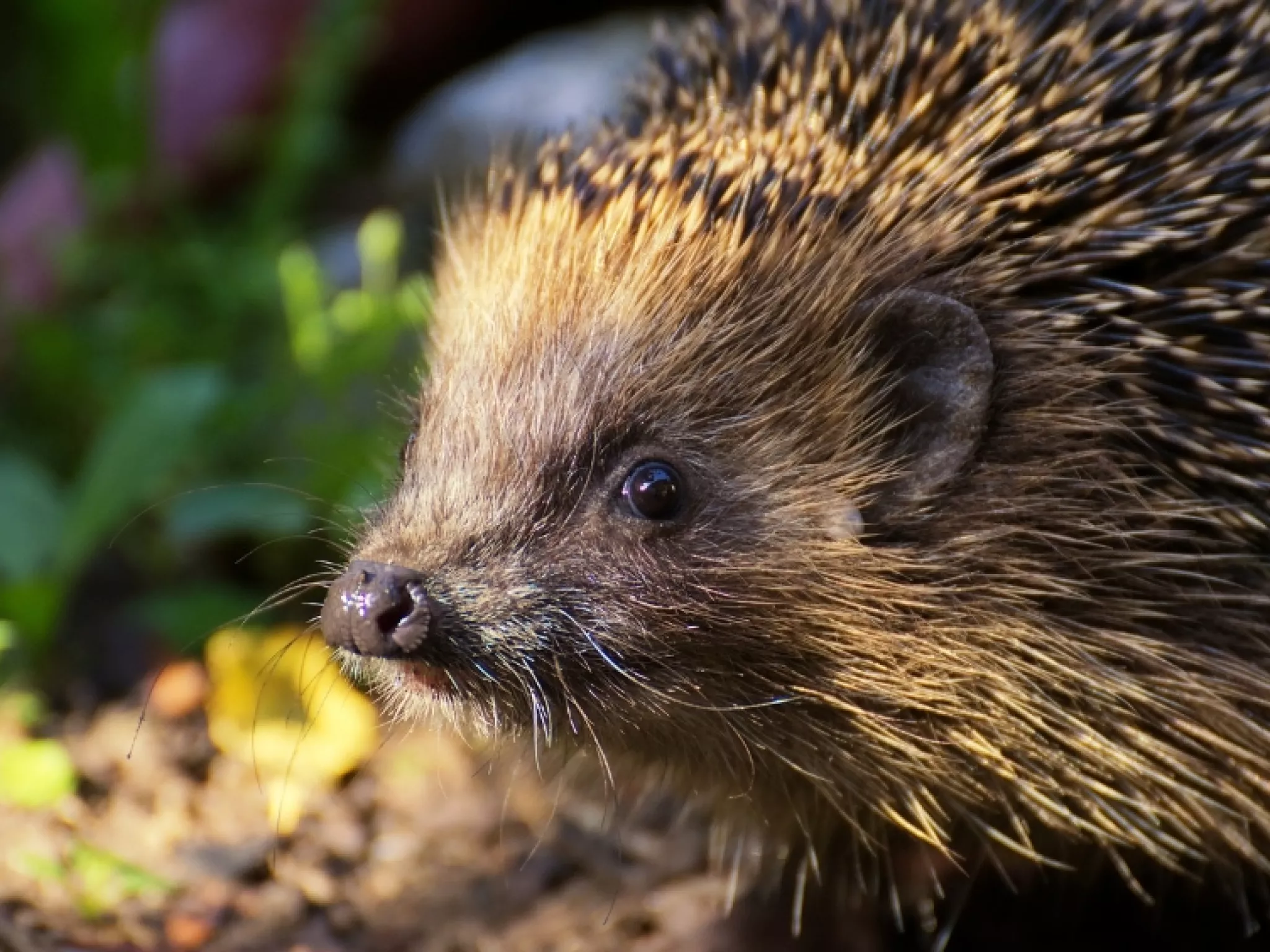 Hérisson européen