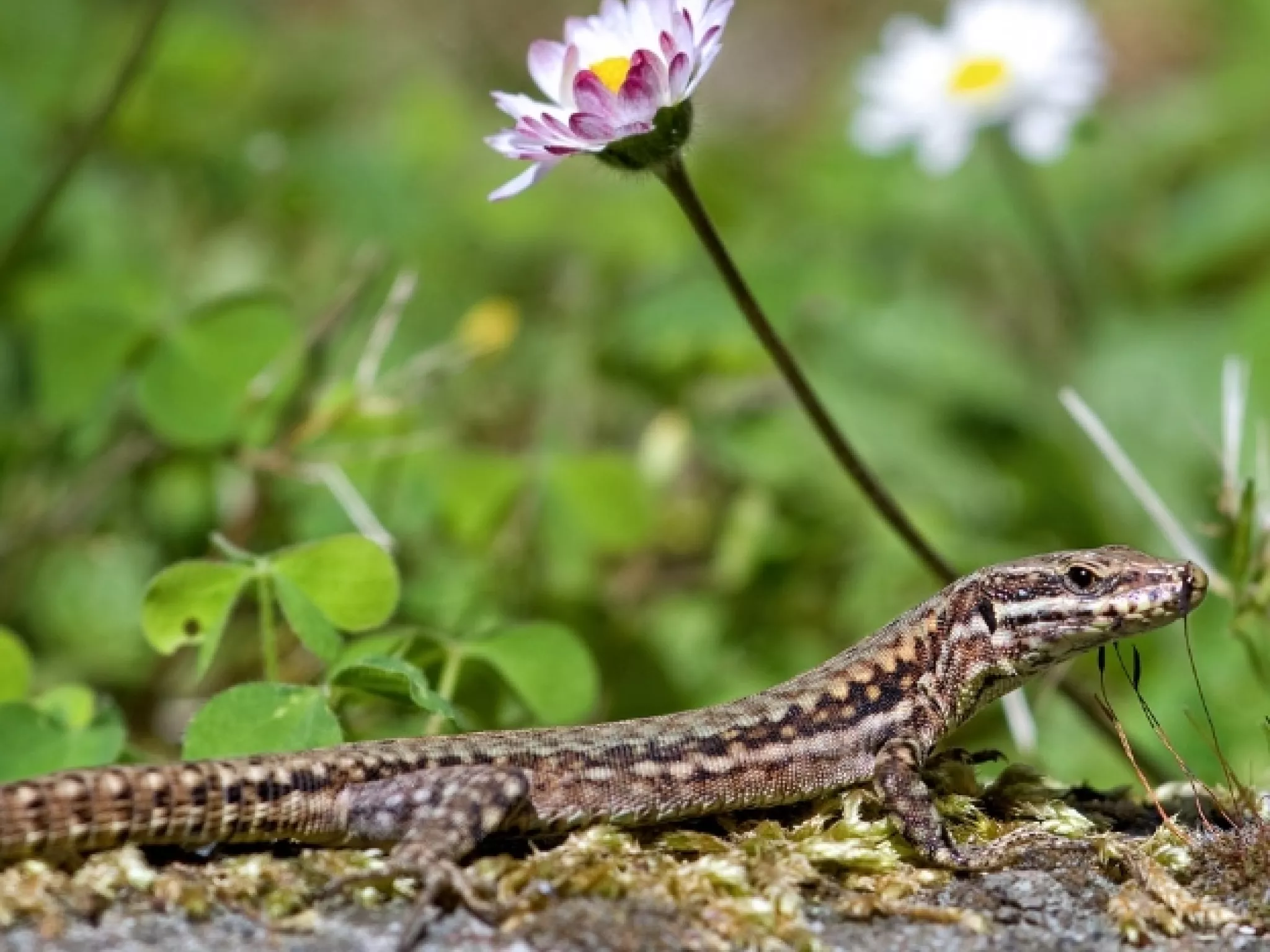Lézard des murailles