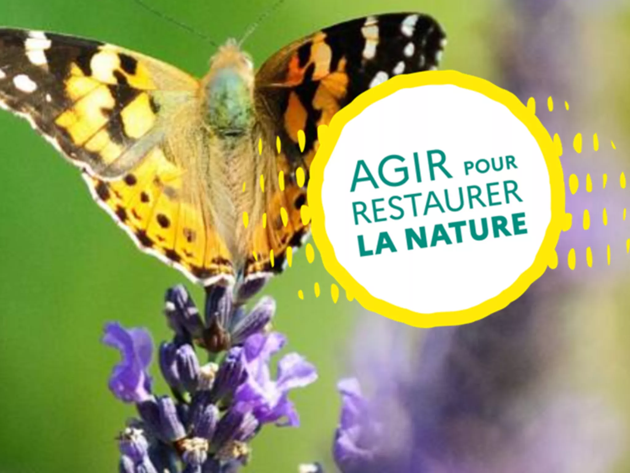 Papillon sur un brin de lavande