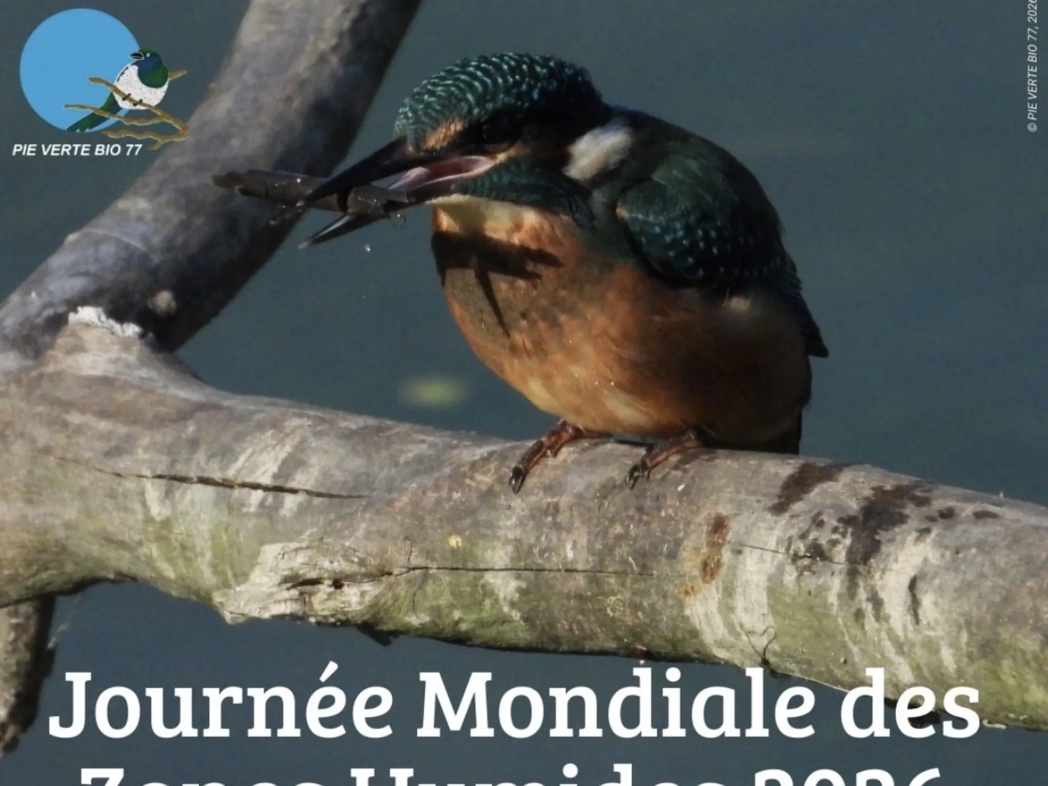 Affiche de la journée mondiale des zones humides