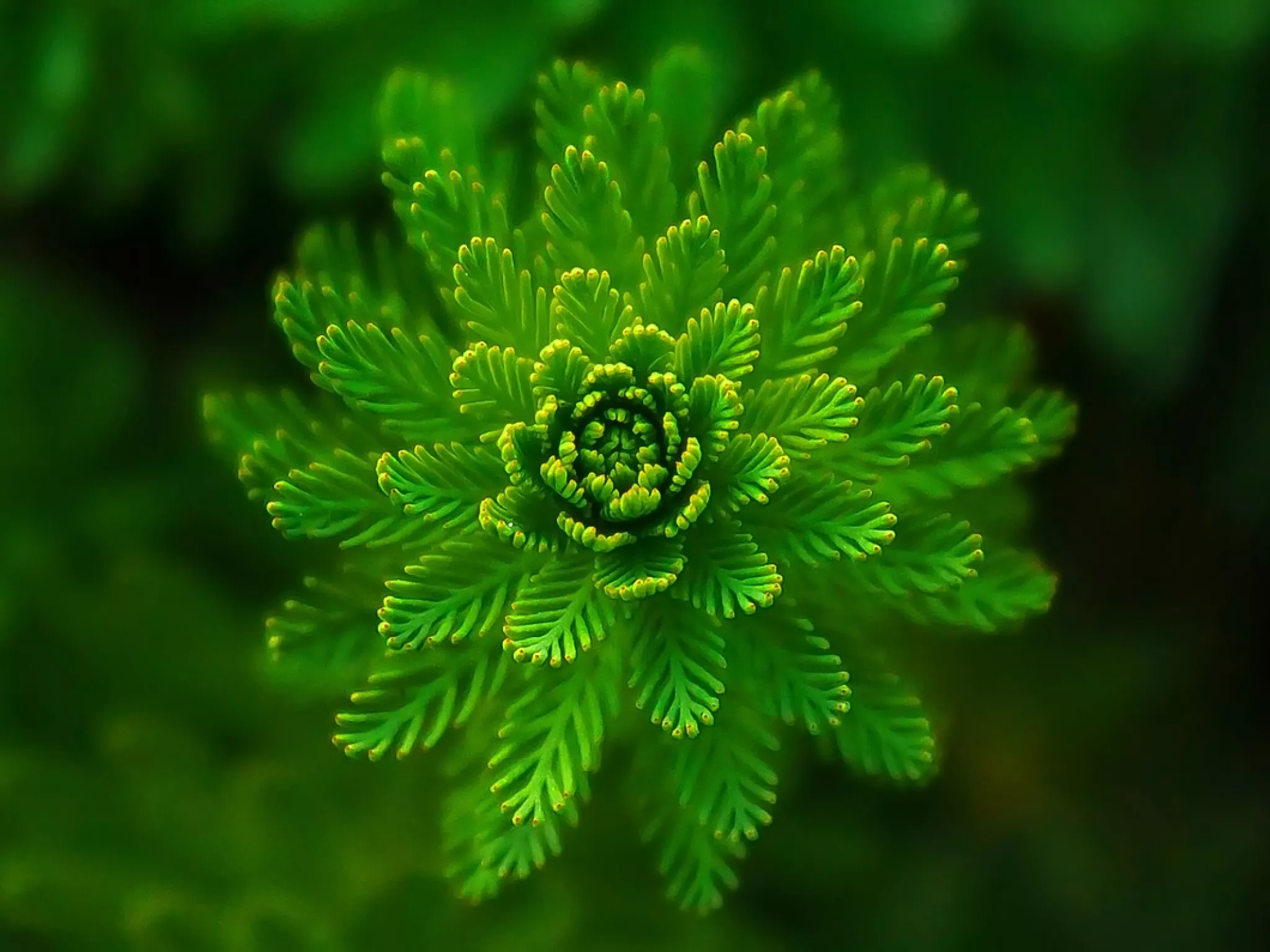 Feuilles de fougère