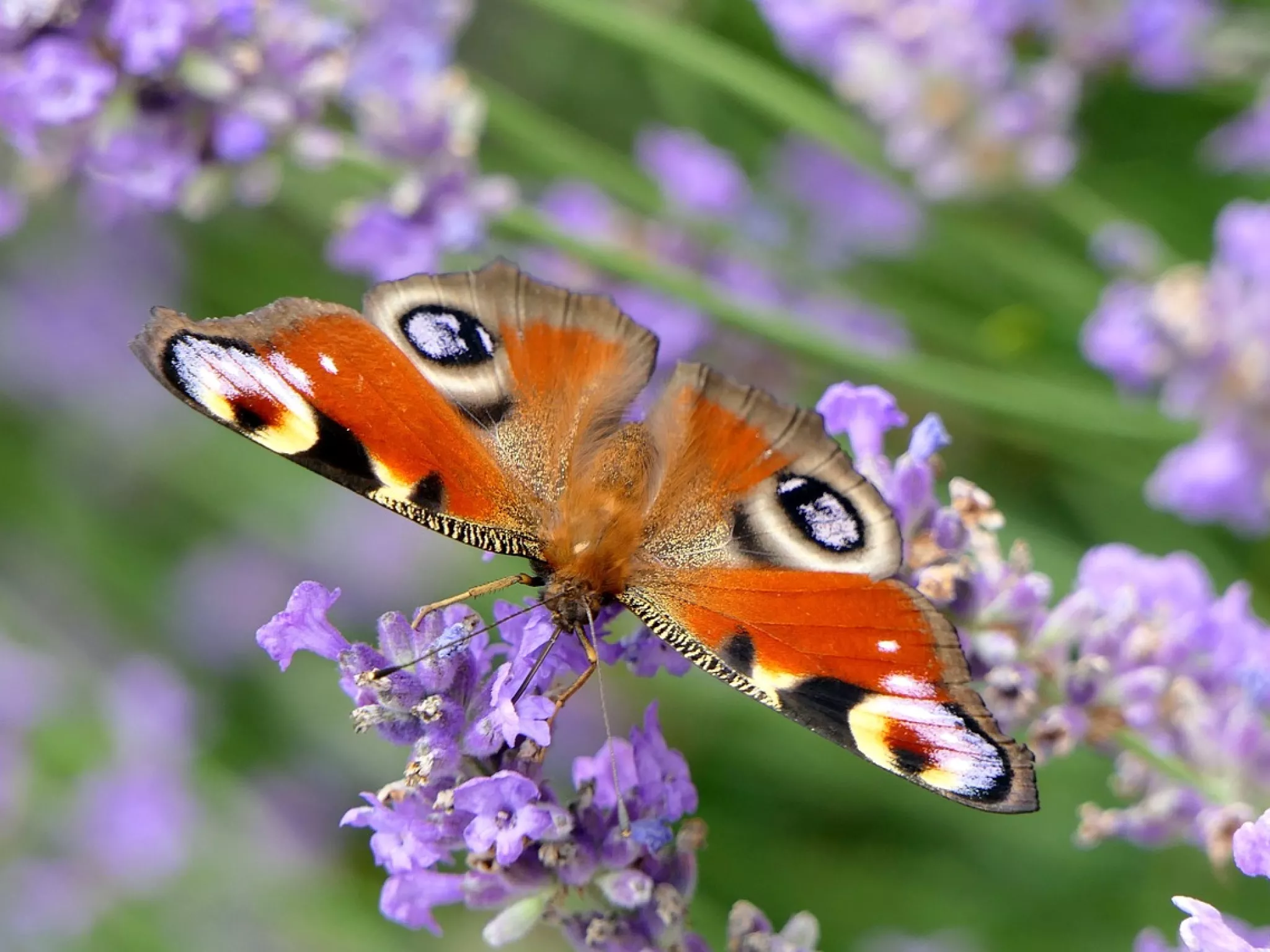 image nature papillon 