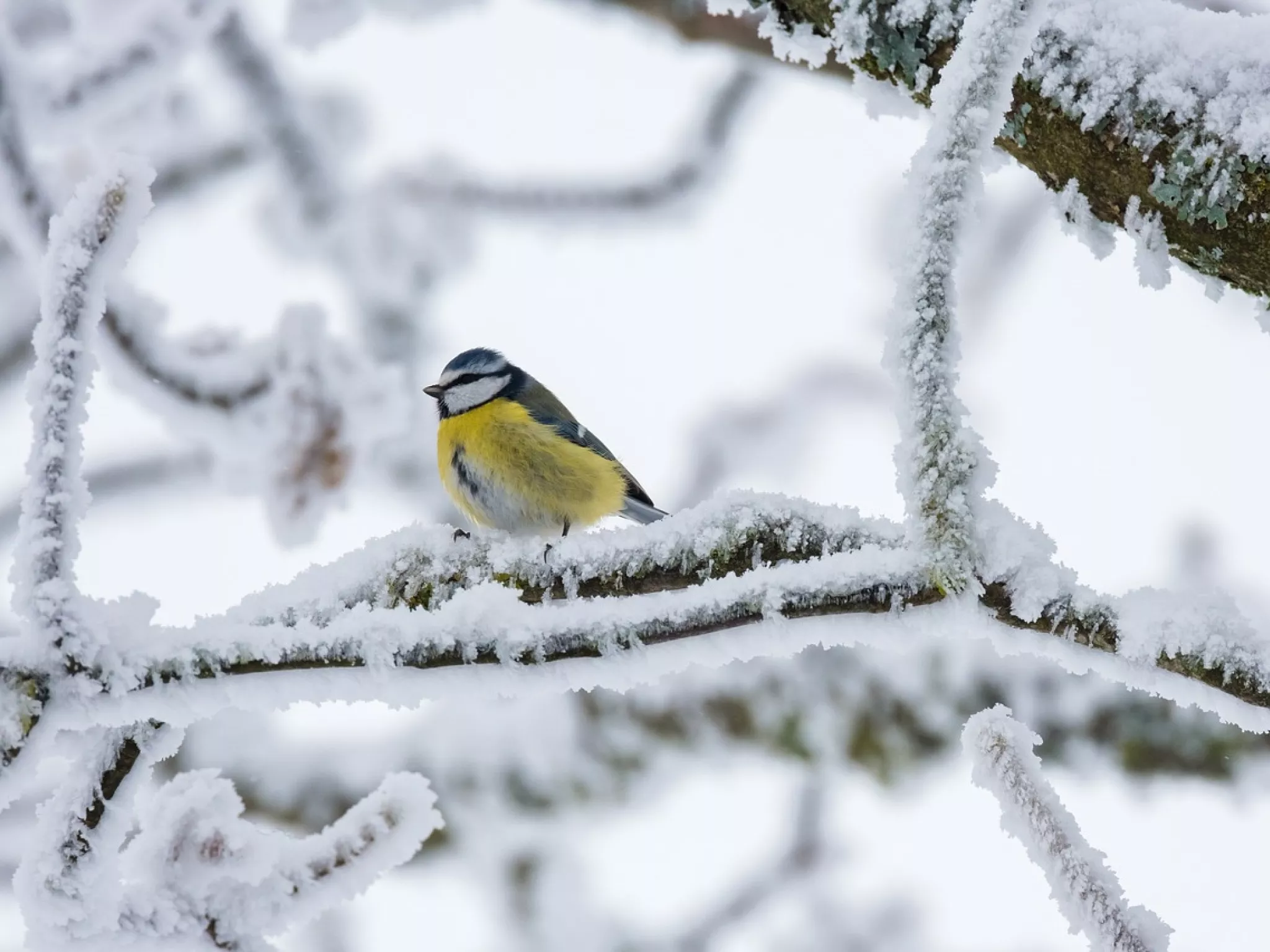 Image d'une Mésange bleue en hiver