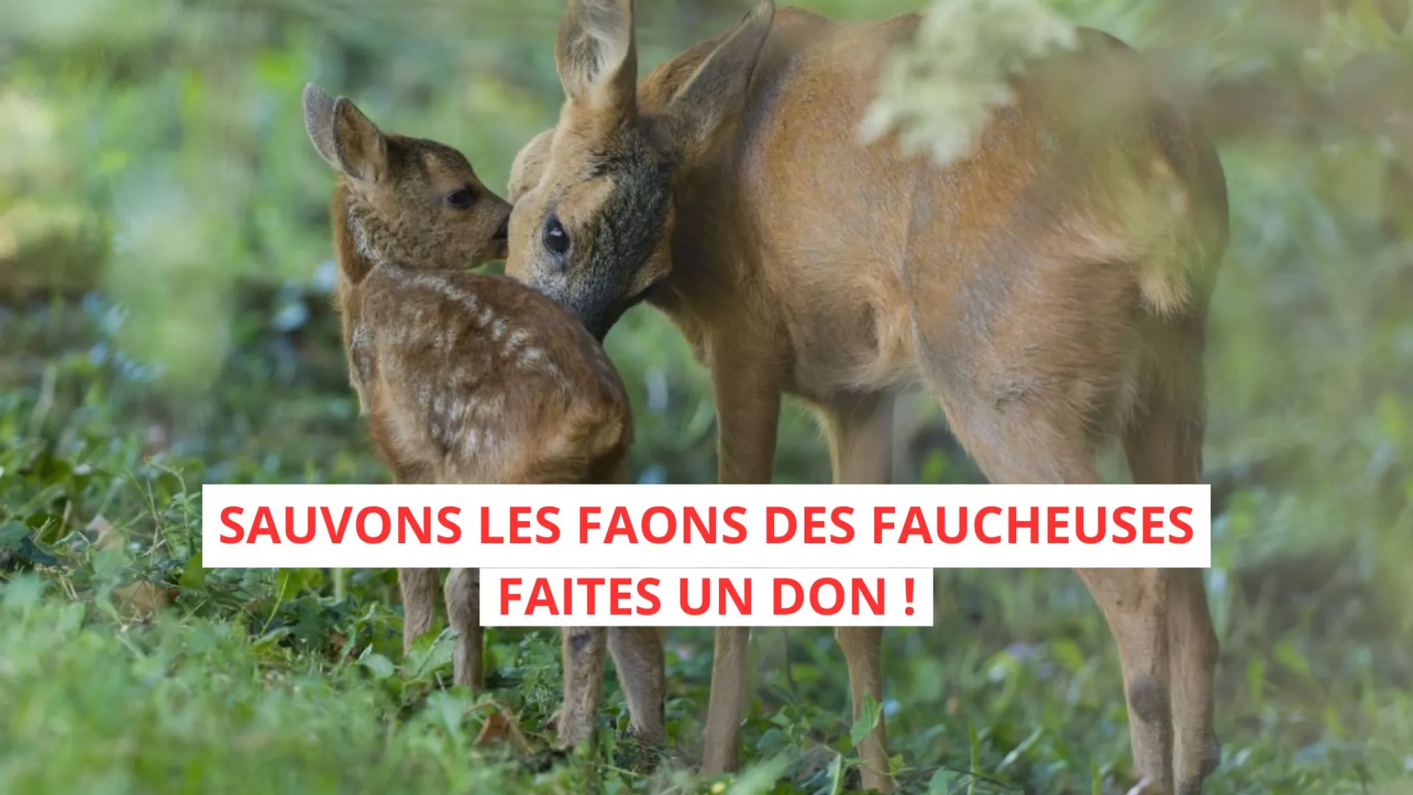 sauvez les faons des faucheuses