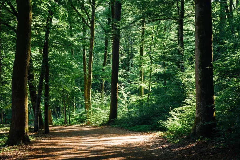 forêts